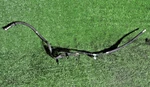 2011-2018 Ram 2500 Fuel Supply Tube 68189257AB 68261570AA. Fixed Price $99.99.