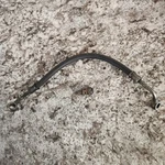 92-95 Civic Oem Fuel Filter Injector Rail Feed Line Hose Pipe Strainer 93 94. Fixed Price $32.99.